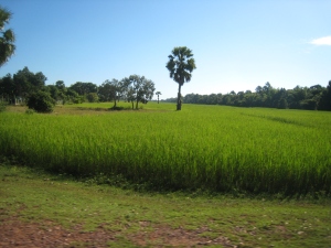 Paysage cambodgien : Le palmier au milieu de la rizière.